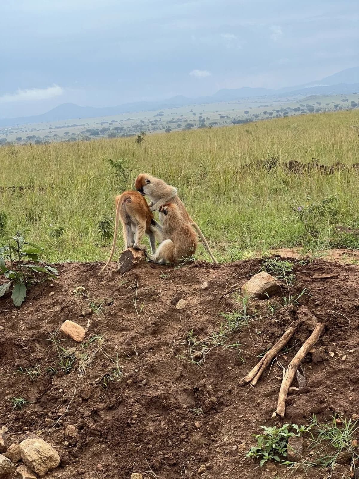 Safari experience