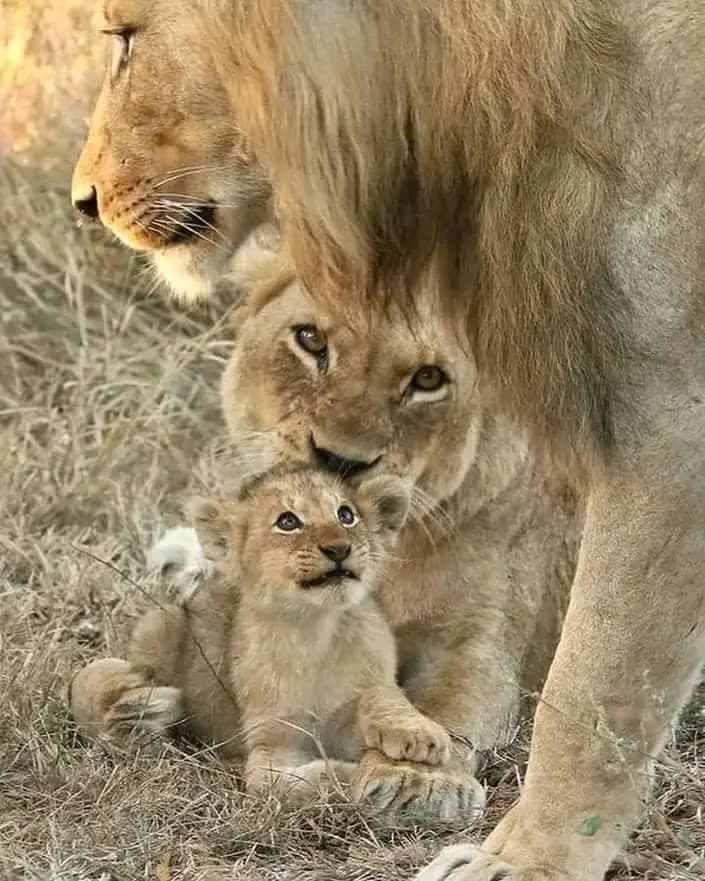 Wildlife safari