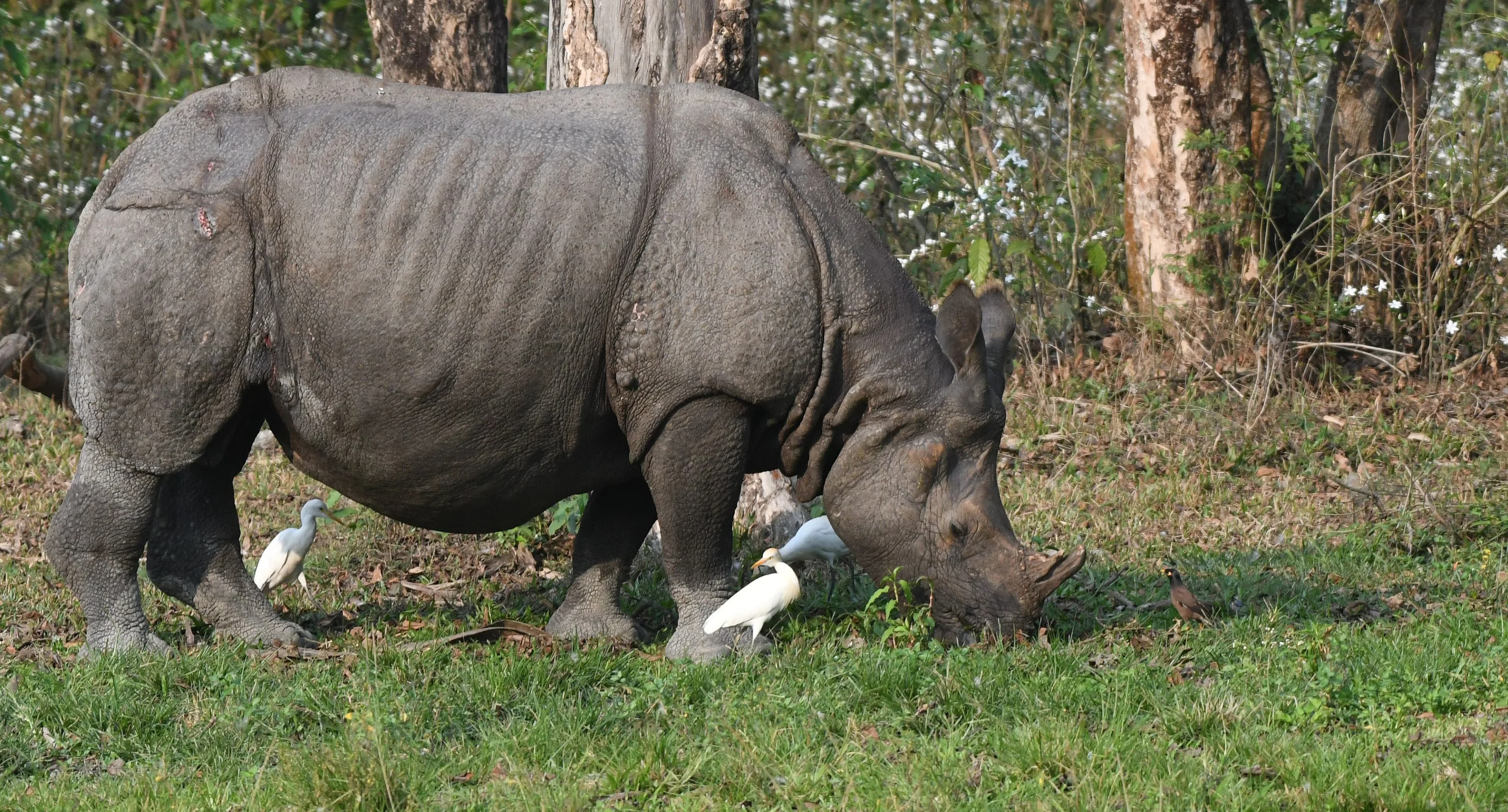 Uganda wildlife
