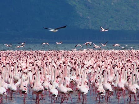 Lake Nakuru National Park