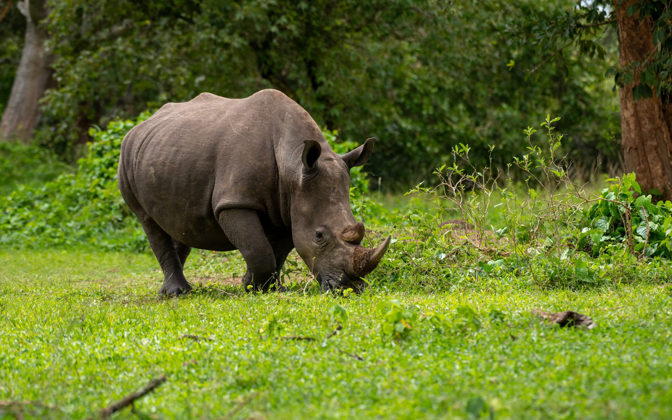 Ziiwa Rhino & Wildlife Ranch