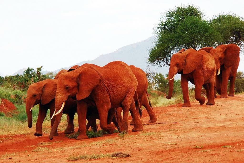 Tsavo East National Park
