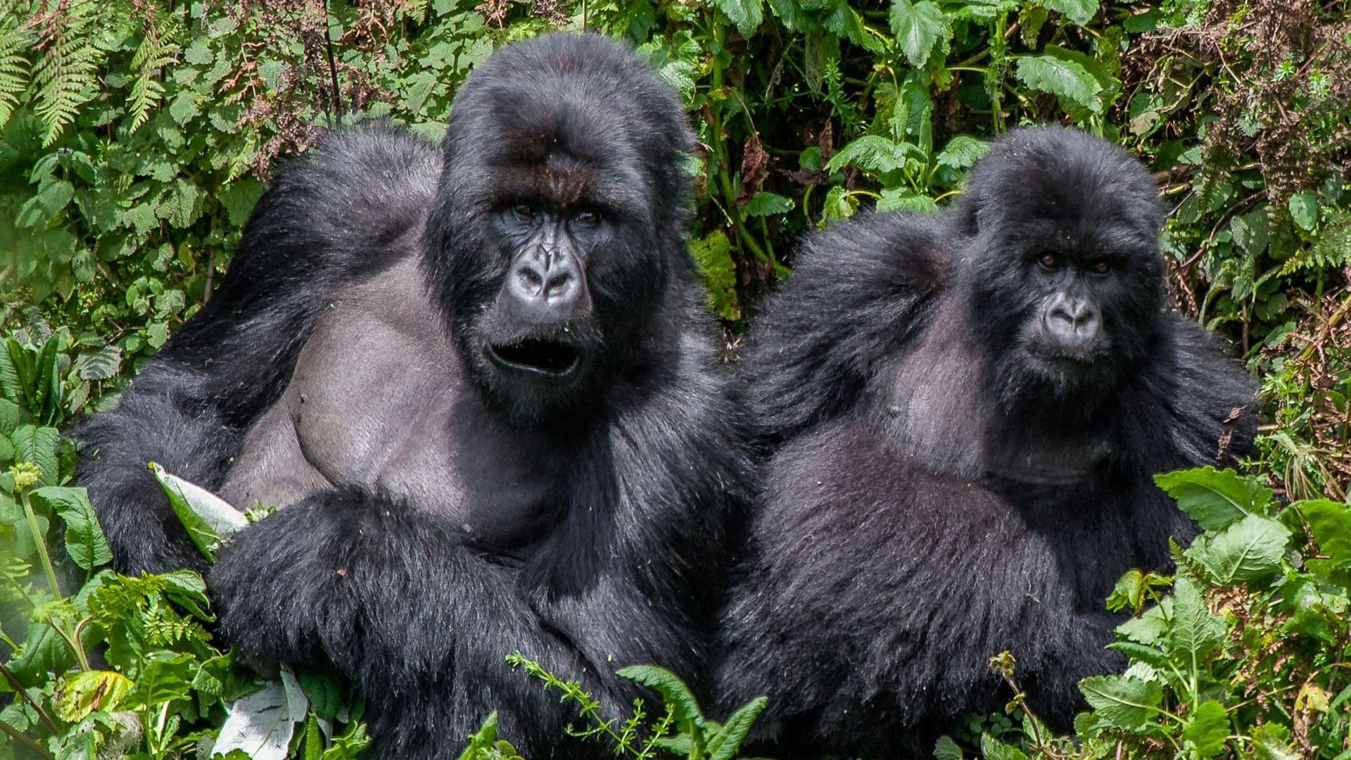 Bwindi Impenetrable Forest