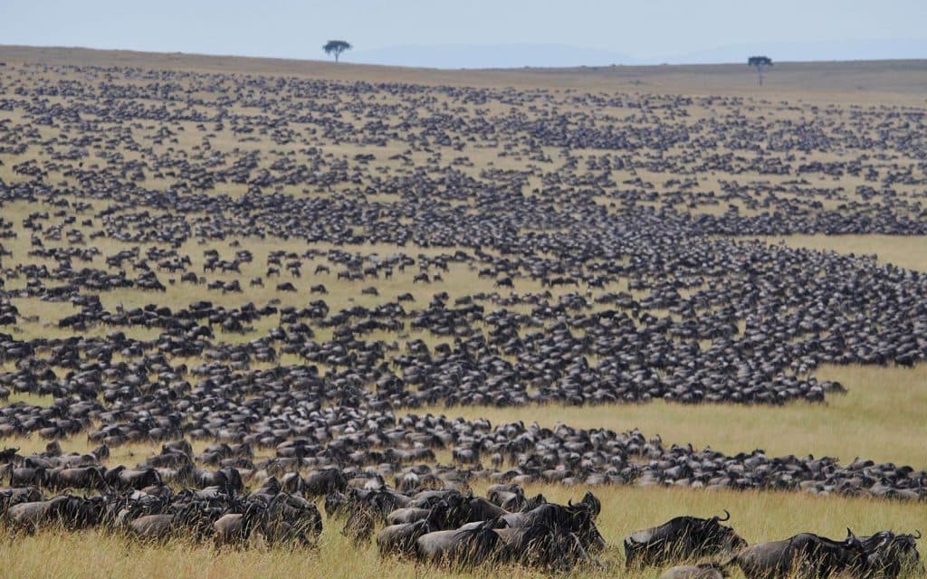 Masai Mara National Reserve