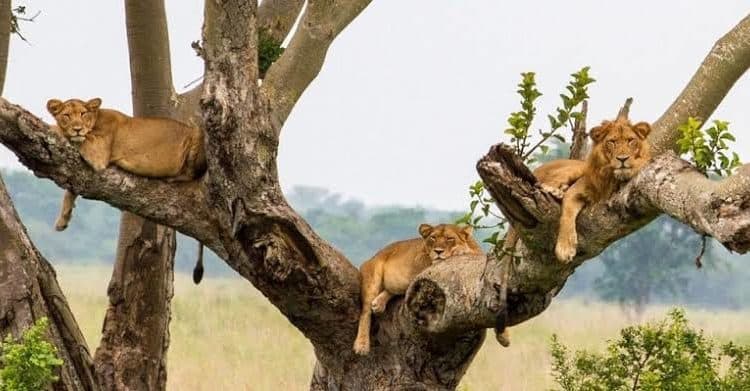 Queen Elizabeth National Park