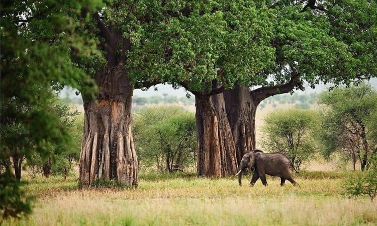 Tarangire National Park