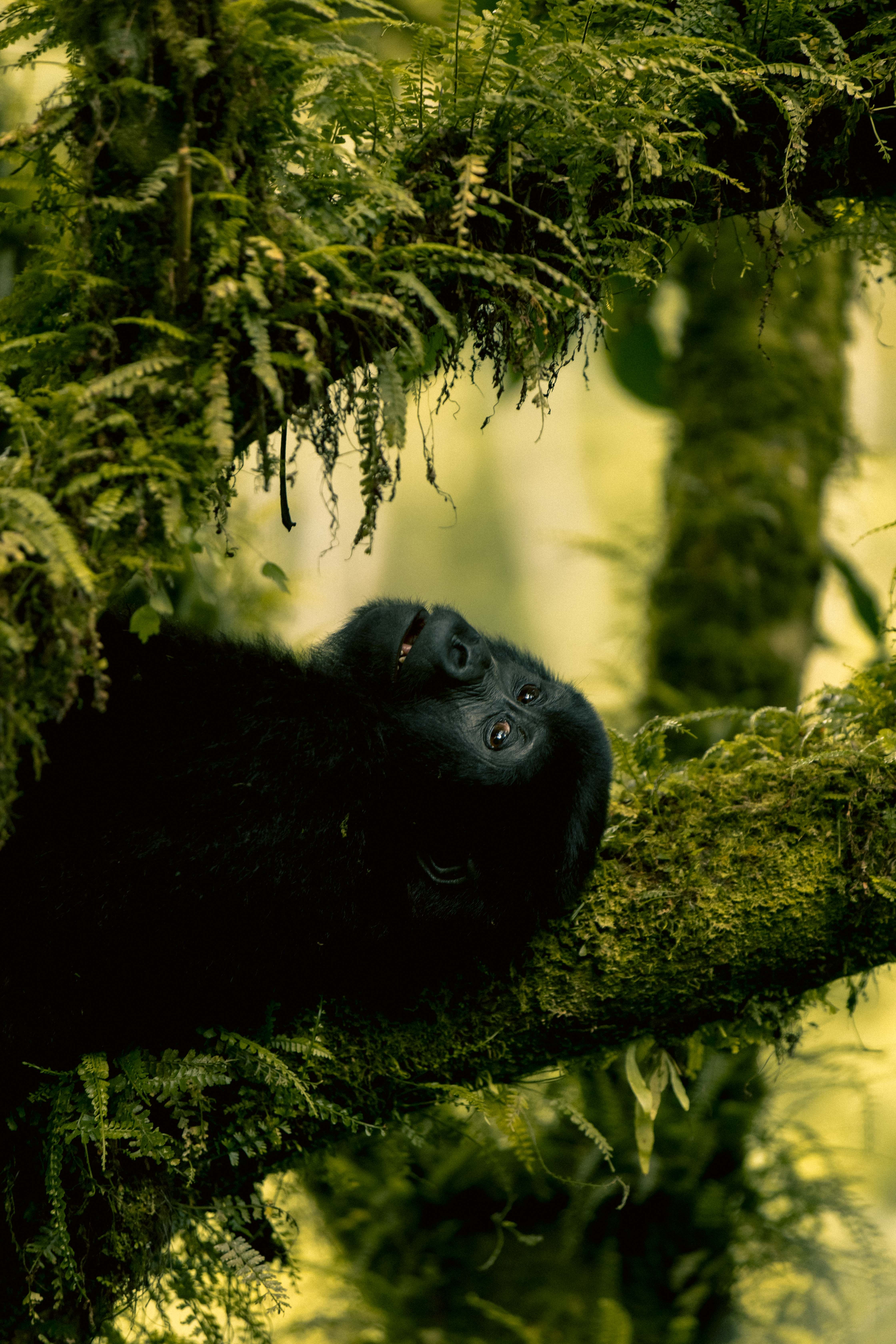 Bwindi, Queen Elizabeth National Park, Kidepo Valley